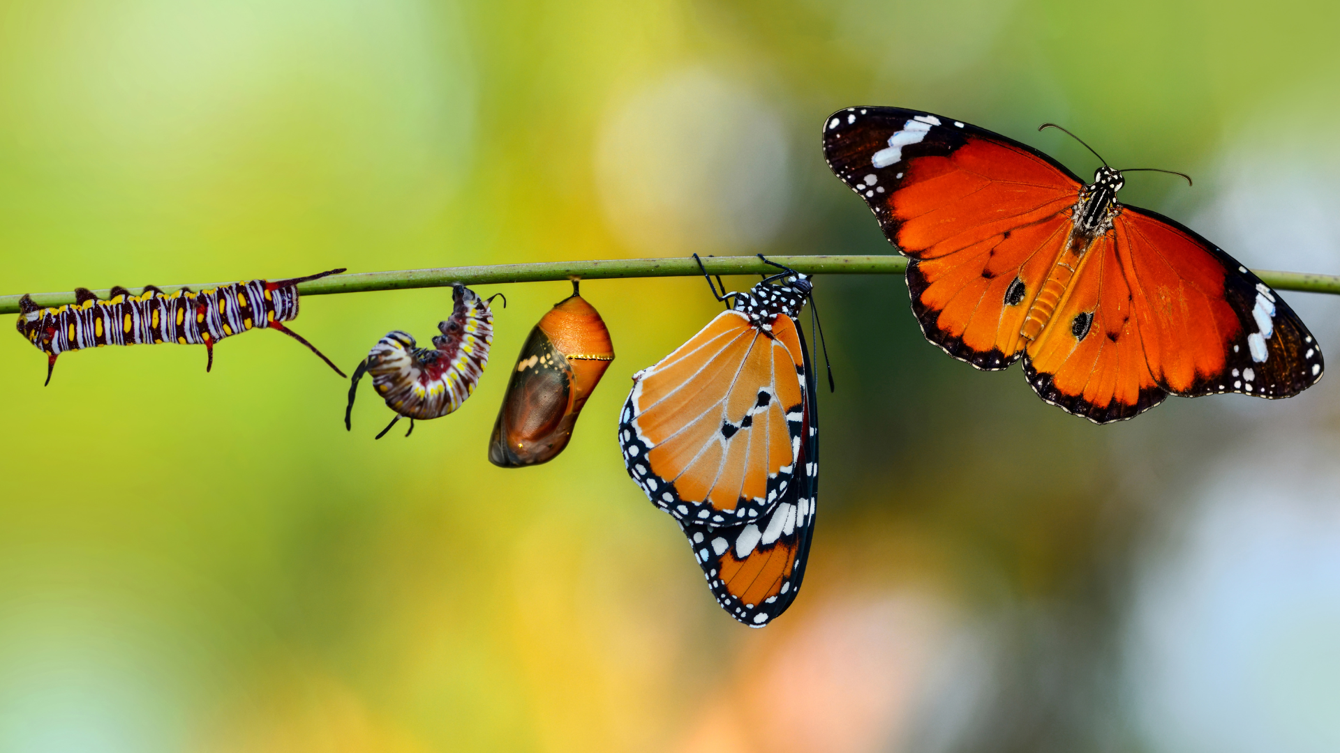 Purpose, Physiology & Transformation